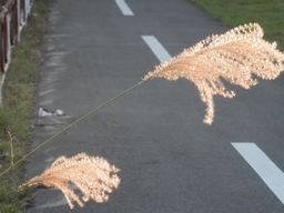 仙台 亘理 自転車道路へ _e0140354_1664785.jpg
