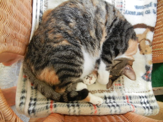 ’13,9,3(火)極暑がもたらしたもの!_f0060461_11273360.jpg