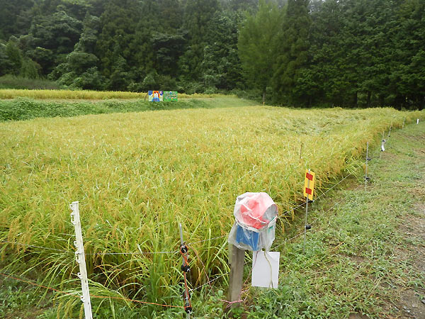 ９月３日の田んぼ（月光原小・西根小）_d0247484_13501392.jpg