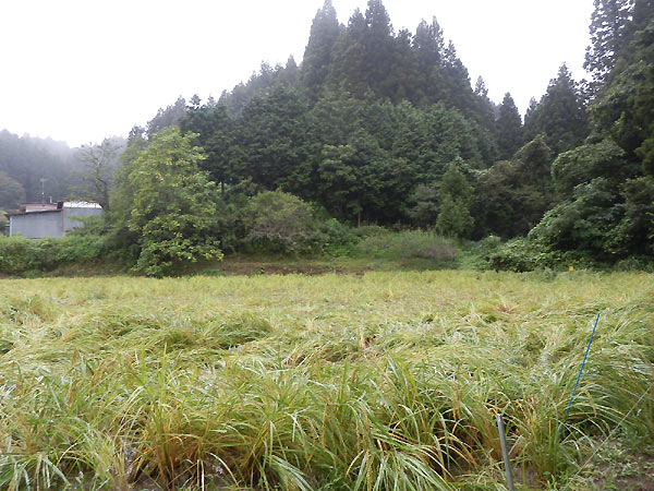 9月3日の田んぼ(月光原小・西根小)_d0247484_13521394.jpg