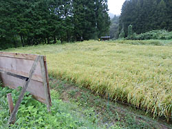 9月3日の田んぼ(月光原小・西根小)_d0247484_1353215.jpg