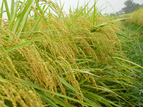 9月3日の田んぼ(緑ヶ丘小・北郷小)_d0247484_14073.jpg