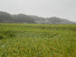 9月3日の田んぼ(緑ヶ丘小・北郷小)_d0247484_1411582.jpg