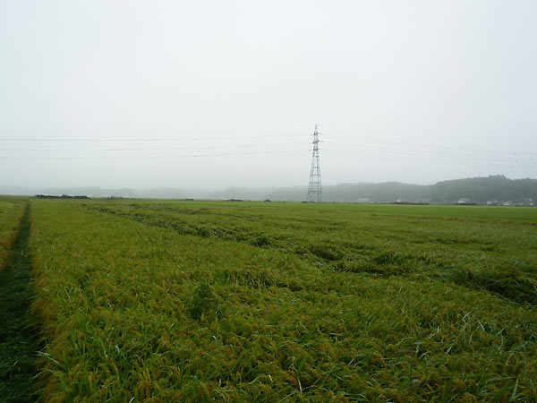 9月3日の田んぼ(緑ヶ丘小・北郷小)_d0247484_141252.jpg