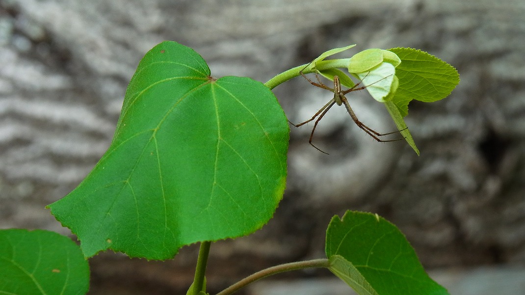 a0152692_1882451.jpg