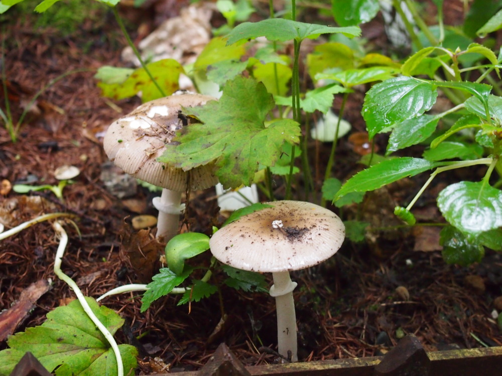 カンタベリーの庭は「きのこ園」に・・雨続きで寒い？９月のはじまり。_f0276498_2257215.jpg