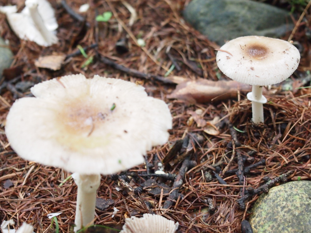 カンタベリーの庭は「きのこ園」に・・雨続きで寒い？９月のはじまり。_f0276498_2258357.jpg