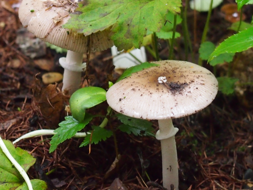 カンタベリーの庭は「きのこ園」に・・雨続きで寒い？９月のはじまり。_f0276498_2258552.jpg