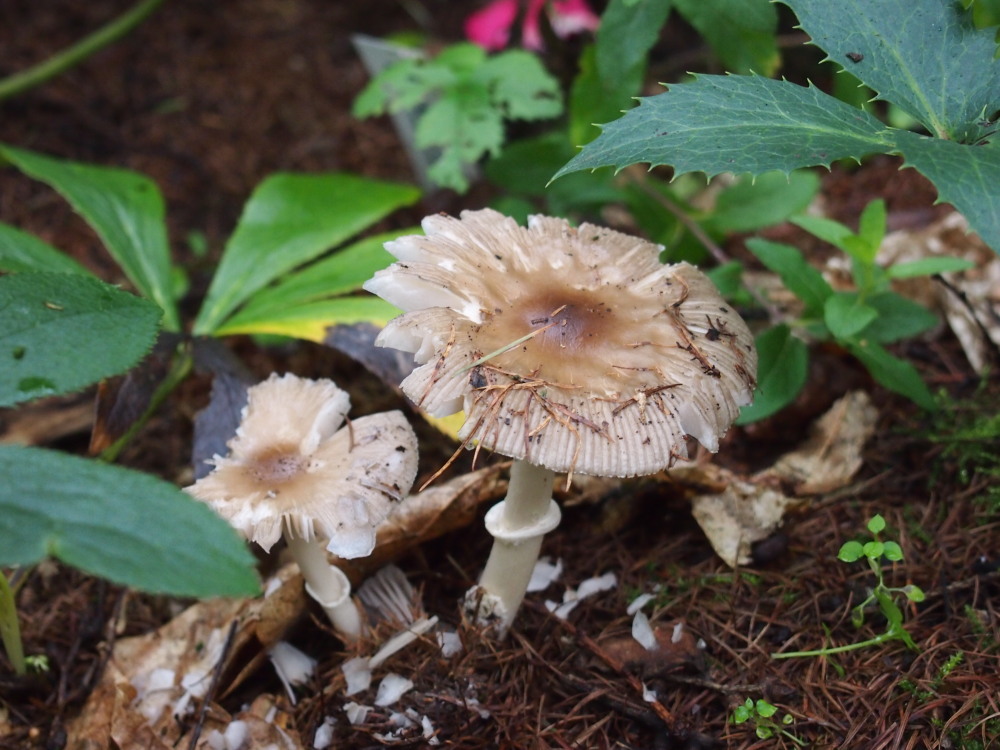 カンタベリーの庭は「きのこ園」に・・雨続きで寒い?9月のはじまり。_f0276498_2305113.jpg