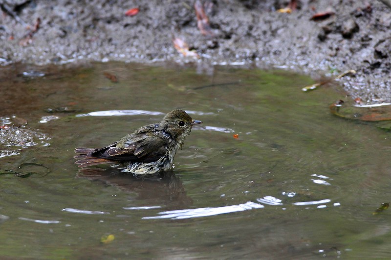 キビタキ:水浴び。_a0206701_201282.jpg