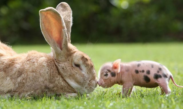 からくれない動物　４２_c0072801_23572041.jpg