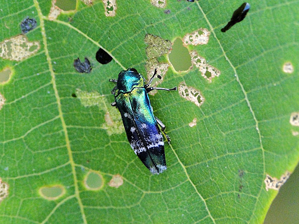 ミドリナカボソタマムシ 一寸の虫にも五分の魂