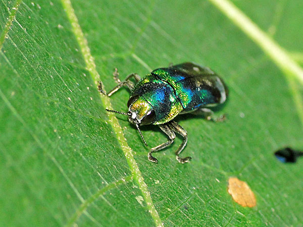 ミドリナカボソタマムシ 一寸の虫にも五分の魂 ミドリナカボソタマムシ 一寸の虫にも五分の魂