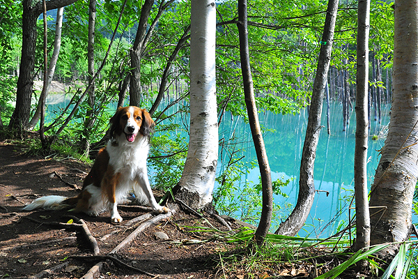 北海道犬連れ旅行記2013 ３日目　美瑛、サロマ湖_d0079912_10132816.jpg