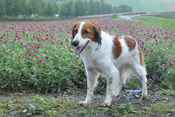 北海道犬連れ旅行記2013 ３日目　美瑛、サロマ湖_d0079912_10175442.jpg