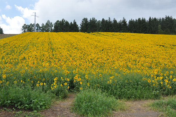 北海道犬連れ旅行記2013 ３日目　美瑛、サロマ湖_d0079912_1022135.jpg