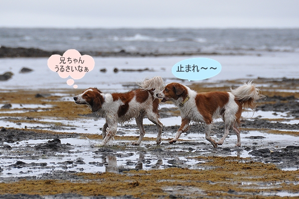 北海道犬連れ旅行記2013 ５日目　知床（ウトロ側）_d0079912_1327159.jpg