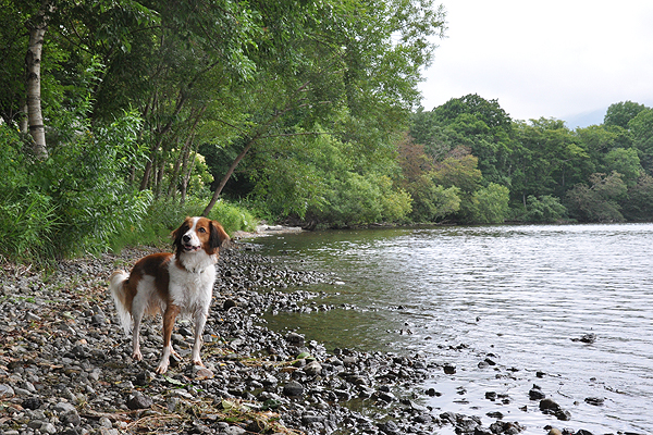 北海道犬連れ旅行記2013 ６日目　屈斜路湖　カヌー_d0079912_15545895.jpg