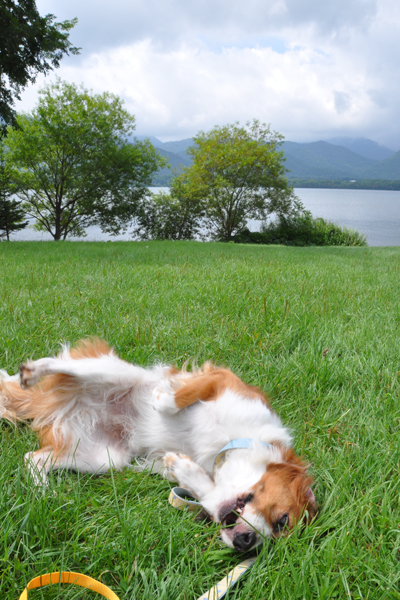 北海道犬連れ旅行記2013 ６日目　屈斜路湖　カヌー_d0079912_16061.jpg