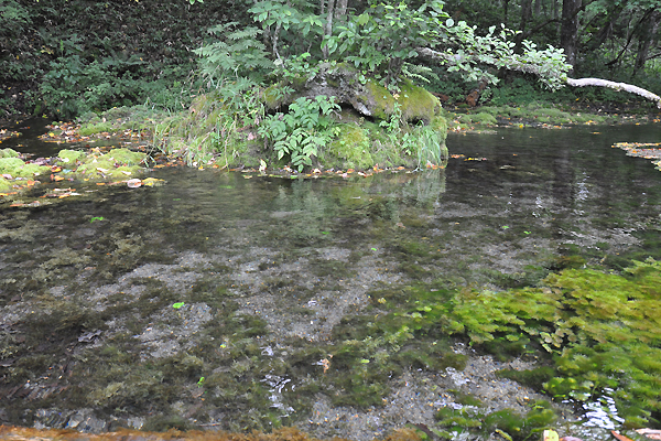 北海道犬連れ旅行記2013 ６日目　屈斜路湖　カヌー_d0079912_1622821.jpg