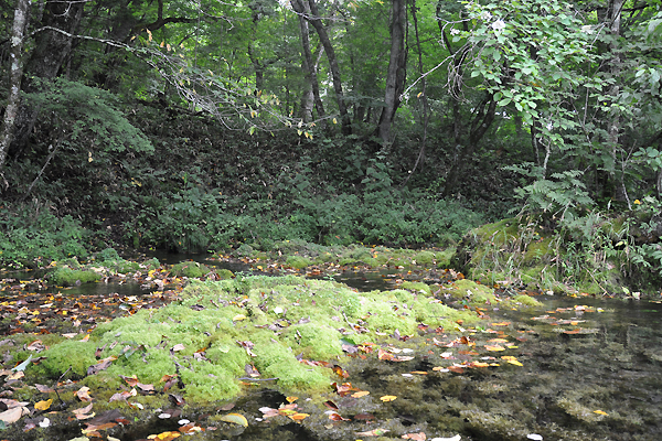 北海道犬連れ旅行記2013 ６日目　屈斜路湖　カヌー_d0079912_1624113.jpg