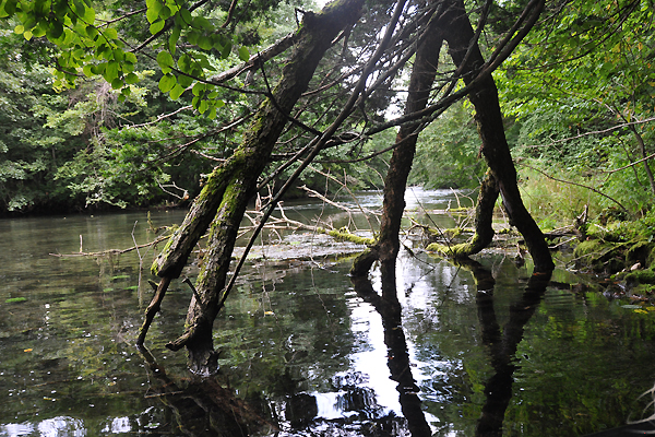 北海道犬連れ旅行記2013 ６日目　屈斜路湖　カヌー_d0079912_1625354.jpg