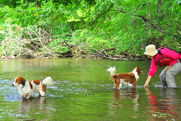 北海道犬連れ旅行記2013 ６日目　屈斜路湖　カヌー_d0079912_1633721.jpg