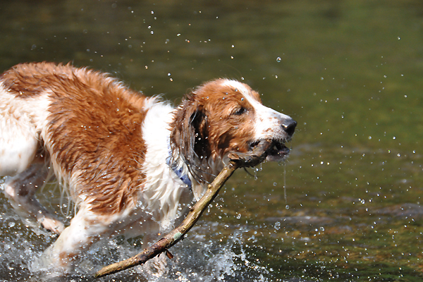 北海道犬連れ旅行記2013 ６日目　屈斜路湖　カヌー_d0079912_1642271.jpg