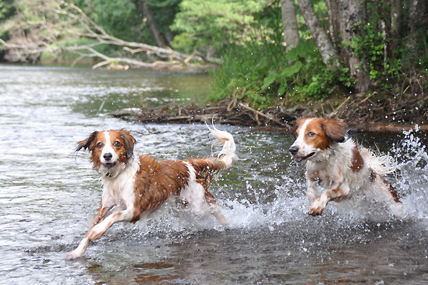 北海道犬連れ旅行記2013 ６日目　屈斜路湖　カヌー_d0079912_164636.jpg