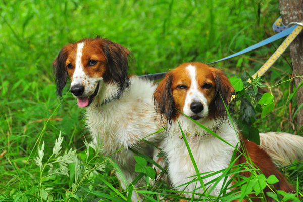 北海道犬連れ旅行記2013 ６日目　屈斜路湖　カヌー_d0079912_166476.jpg