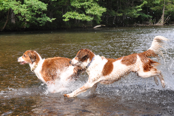 北海道犬連れ旅行記2013 ６日目　屈斜路湖　カヌー_d0079912_17332562.jpg