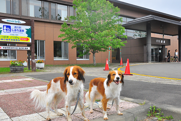 北海道犬連れ旅行記2013 ８日目　十勝千年の森～フェリー乗船_d0079912_1952014.jpg