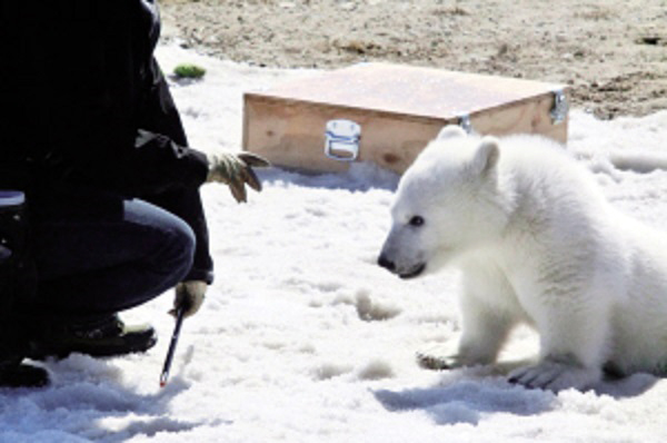 中国・天津市の天津海昌極地海洋世界でホッキョクグマの赤ちゃん誕生！　～　そしてカナダでの映画撮影_a0151913_016327.jpg