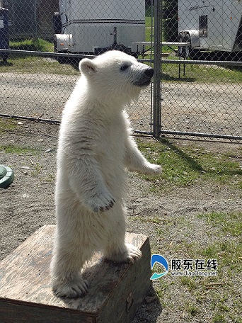 中国・天津市の天津海昌極地海洋世界でホッキョクグマの赤ちゃん誕生！　～　そしてカナダでの映画撮影_a0151913_0233885.jpg