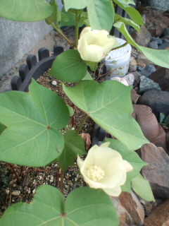 c0140516_1524986.jpg