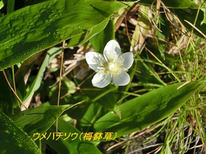 美ヶ原高原のお花たち♪_a0105023_1113856.jpg