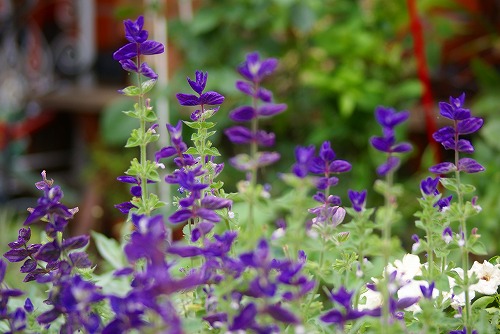 f0170524_8153234.jpg