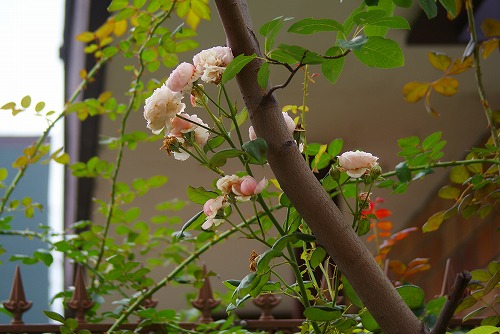f0170524_8164559.jpg