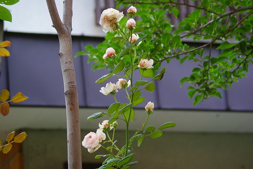 f0170524_816509.jpg