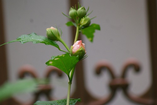 f0170524_8201812.jpg