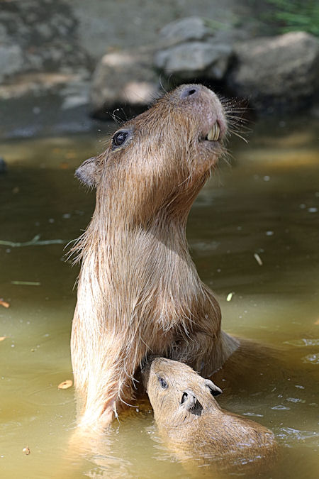 木漏れ日の水面で 動物園放浪記 木漏れ日の水面で 動物園放浪記
