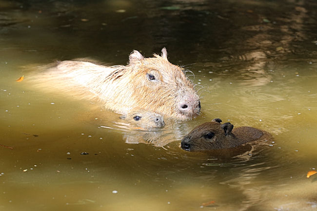 木漏れ日の水面で 動物園放浪記