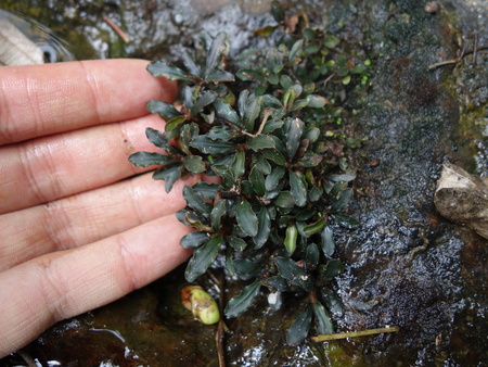 Araceae : LIFE+aq→