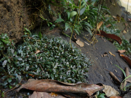 Araceae : LIFE+aq→