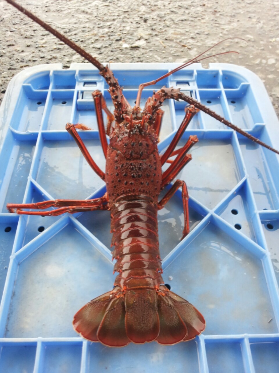 伊勢エビ漁 解禁 米水津 大分県佐伯市 観光ブログ
