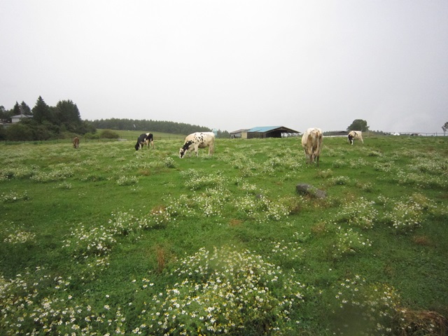f0100871_22433647.jpg