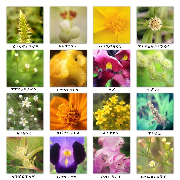 花図鑑 第10集 13 秋 1 東毛見聞録