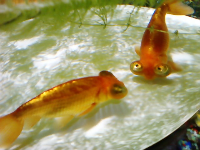 日本橋~① 金魚_d0062076_9294140.jpg