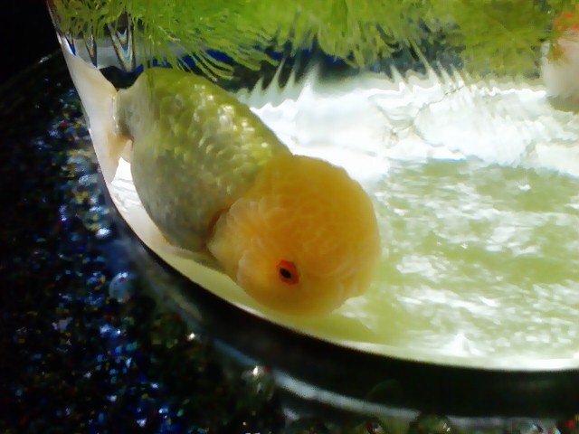 日本橋~① 金魚_d0062076_942552.jpg