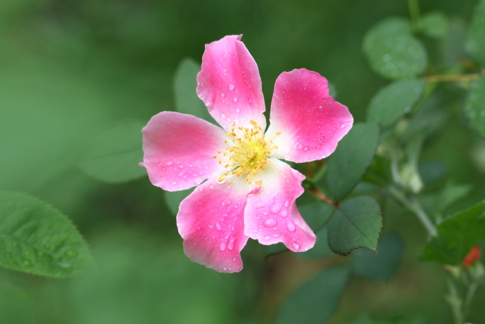 夏の薔薇_c0277284_955223.jpg